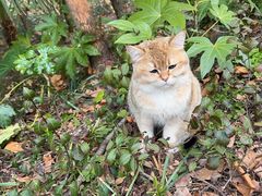 -爱侣·安琦尔宠物医院·中兽医针灸·心内科·狂犬免疫点(宝山区院)