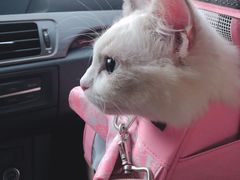 -十年猫舍·猫咪专门店(普陀店)
