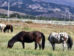 -敕勒川草原文化旅游区