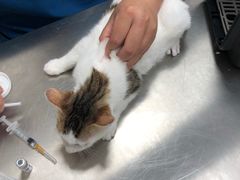 -爱诺耐芙动物医院(万博店)