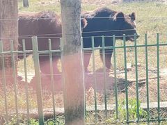 -秦皇岛野生动物园
