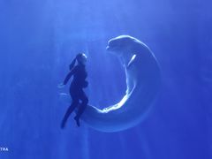 -多彩贵州城极地海洋世界