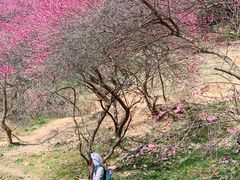 -新建村梅花