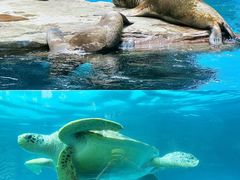 -海合安成都极地海洋公园