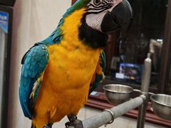 -观桥阁(锦溪店)