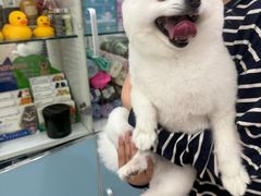 -北京观赏动物医院·24小时大型综合·猫专科·异宠专科