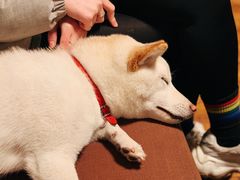 -柴务处·柴犬主题狗咖