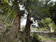 -黄檀硐景区