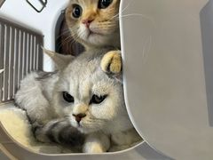 -谐和益家动物医院·免疫绝育·血液透析·宠保定点医院(高新伊藤分院)