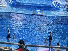 -海合安成都极地海洋公园