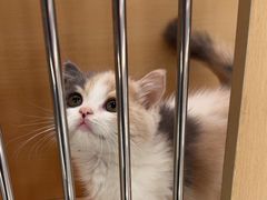 -老吴的猫·猫舍(新区店)