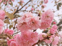 -金鸡山公园