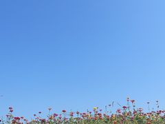 -菊园百果园