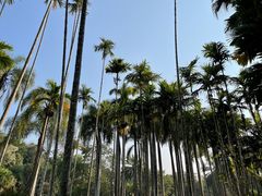 -中国科学院西双版纳热带植物园