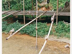 -西双版纳原始森林公园