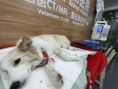 -爱侣宠医·鹦鹉专科·小型哺乳类·异宠专科(灵石路店)