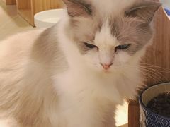 -momokira米努特·德文卷毛猫·棉花面纱犬