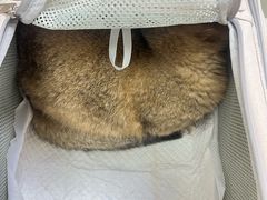 -美联众合动物医院·24h京西诊疗中心