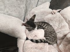 -瑞派·关忠动物医院·猫专科·犬专科(三环新城店)