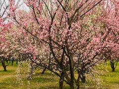 -蜀冈西峰生态公园