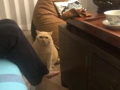 -东方名猫馆·英短金渐层布偶猫舍(环线广场1号楼店)