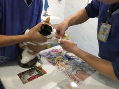 -伟伟宠物医院·CT影像中心·瑞派犬猫综合性门诊(汉口总院)