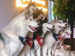 -Husky Go! 哈士奇体验馆·宠物咖啡厅狗咖