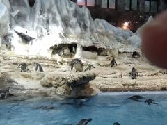 -帝企鹅自助餐厅•儿童岛•真企鹅(长隆企鹅酒店)