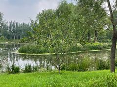 -东郊湿地公园