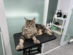 -爱洗澡的猫(望京店)