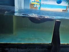 -沙沙哗啦海洋馆(华宇百花谷店)