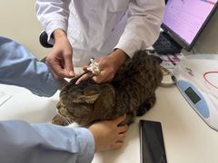 -全心全意连锁动物医院·特色中医诊疗(会城门分院)