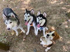 -上海长兴岛郊野公园