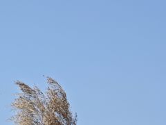 -雪枫公园