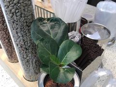 -幸运咖(公园茂直营店)