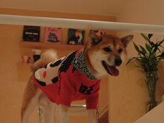 -悟白咖啡WoobyCafe