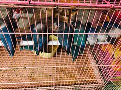 -桂林市花鸟市场