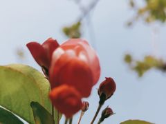-海棠花溪(元大都城垣遗址公园)