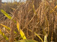 -武汉紫薇都市田园