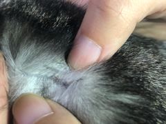 -北京博爱动物医院有限公司