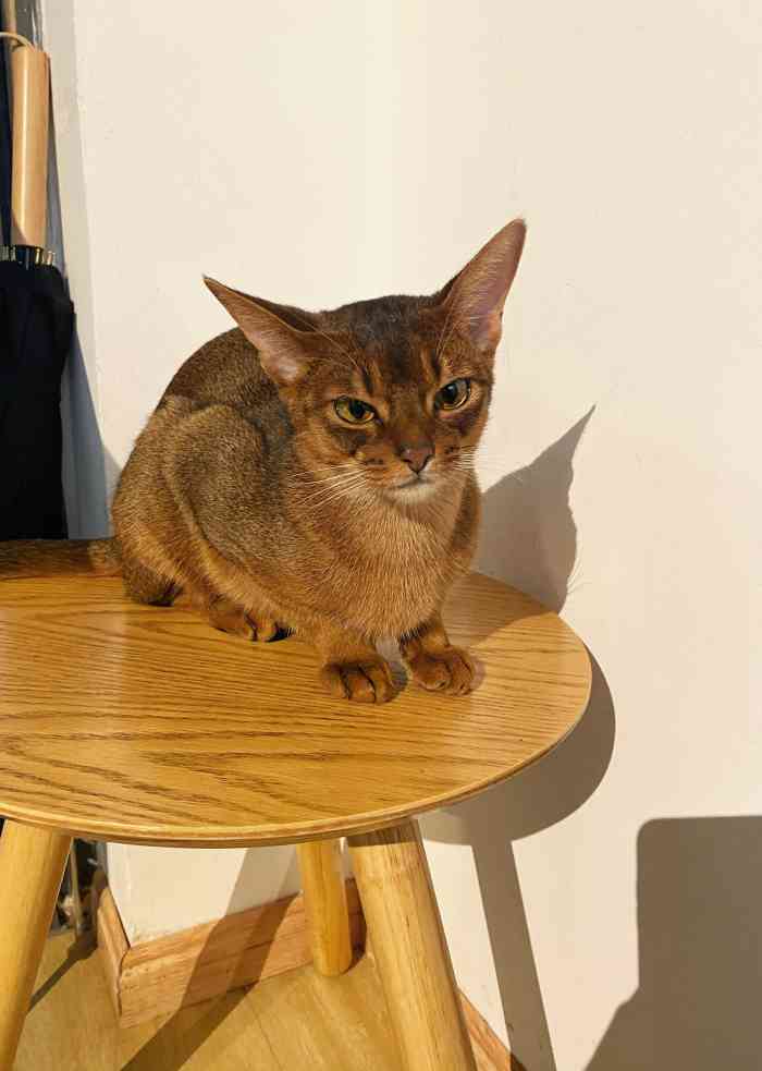 honeypuppy狗咖(万科钻石广场店)-"非常好非常治愈的一家店.