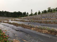 -迪茵湖田家舍生态农场