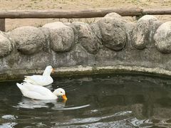 -林间山庄