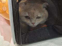 -安安宠医宠物医院·异宠·犬猫内科(岳阳分院)