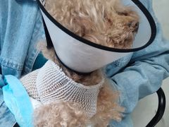 -关爱动物医院·心脏·中兽医·异宠(金牛路分院)