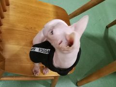 -藦茜花园宠物主题亲子互动体验馆(国顺东路店)
