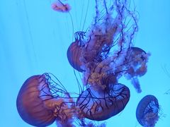 -上海海洋水族馆