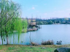 -大塘金香草谷