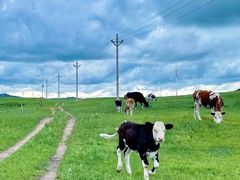 -乌兰布统景区-白桦林