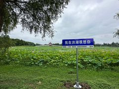 -洪湖生态旅游区